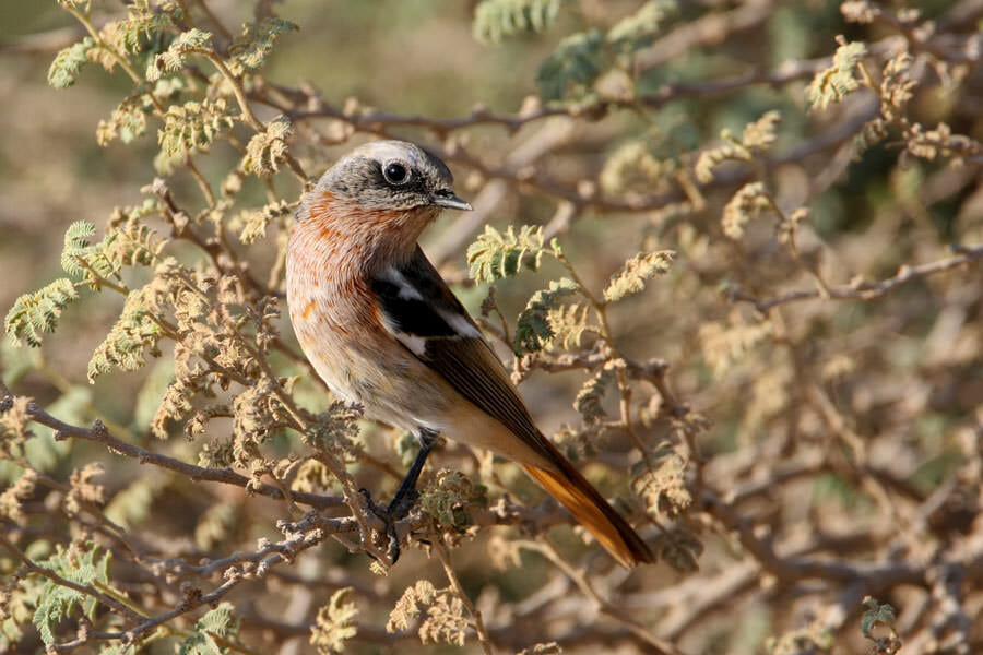Eversmann’s Redstart on a prosopis tree