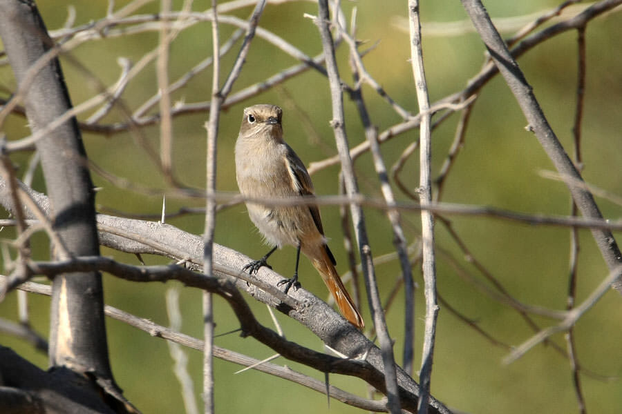 Eversmann’s Redstart perched on a branch of a tree