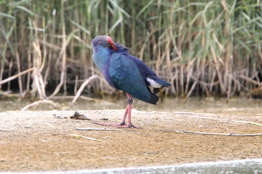 Grey-headed Swamphen preening