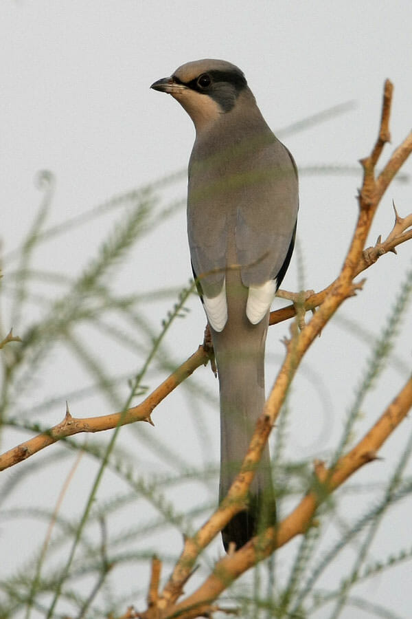 Hypocolius perched on a branch