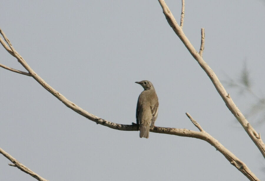 Mistle Thrush perched on a branch of a tree