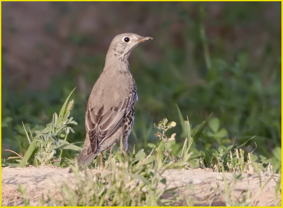 Mistle Thrush standing on the ground