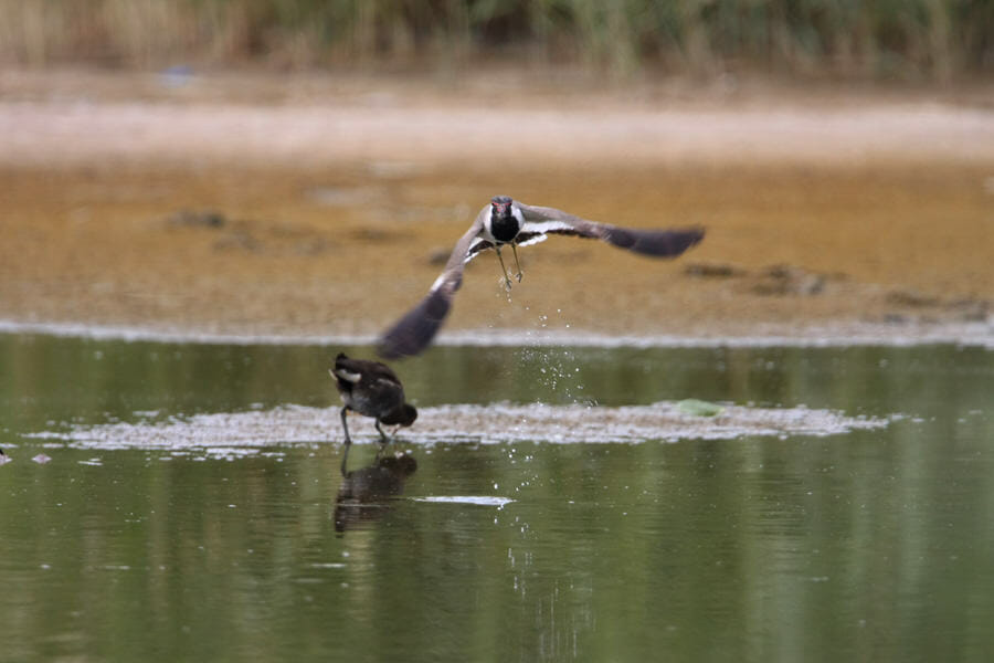 Red-wattled Lapwing took wings