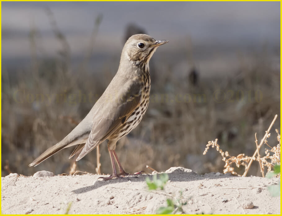 Song Thrush standing on the ground