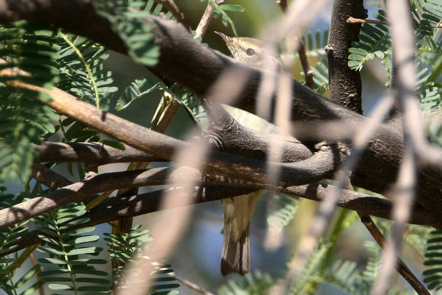 Yellow-browed Warbler in a tree