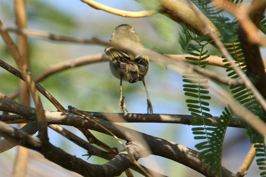Yellow-browed Warbler jumping off a branch