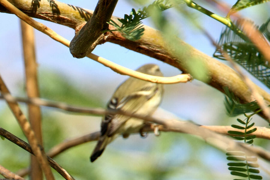 Yellow-browed Warbler in a tree