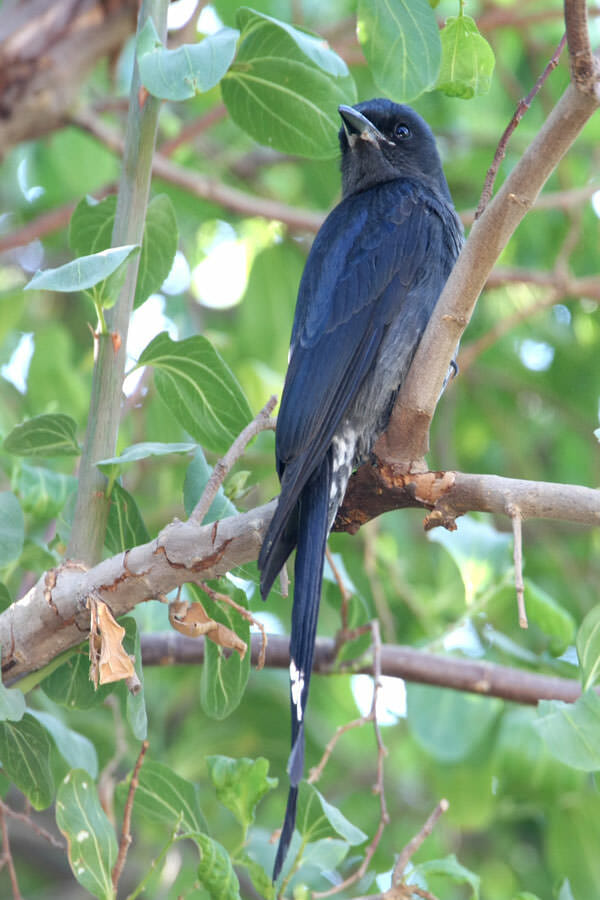 Ashy Drongo perched on a branch of a tree