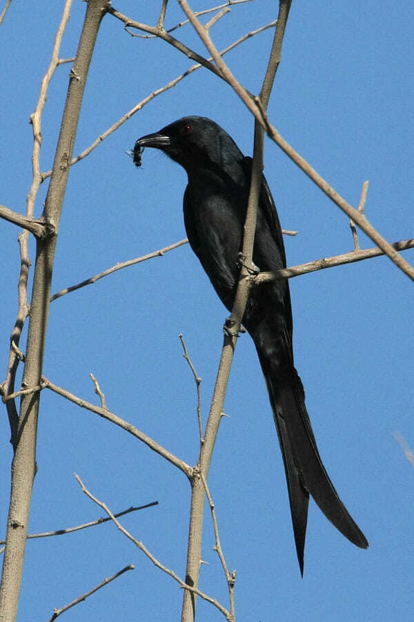 Ashy Drongo perched on a branch of a tree with a fly in its beak