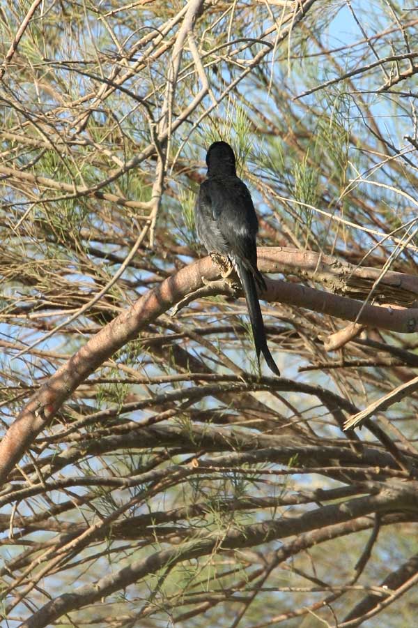 Ashy Drongo perched on a branch of a tree