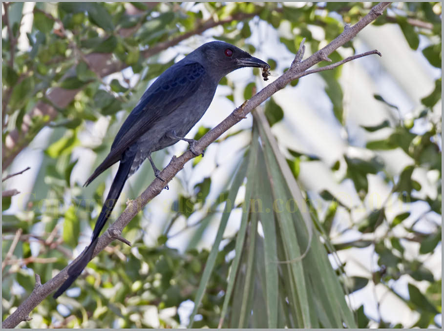 Ashy Drongo Dicrurus leucophaeus