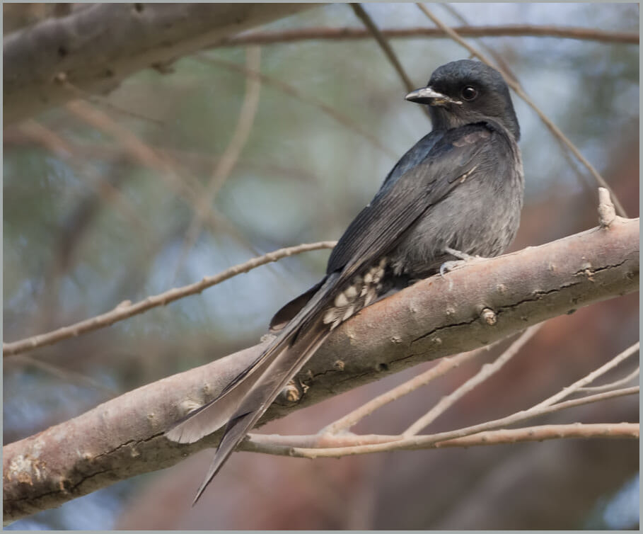 Ashy Drongo perched on a branch of a tree