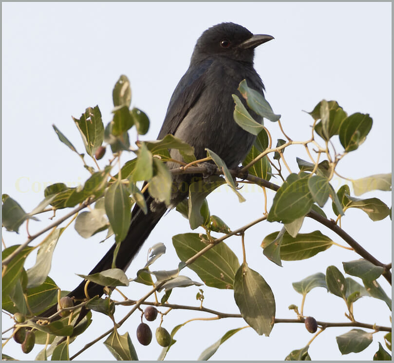 Ashy Drongo perched on top of a tree
