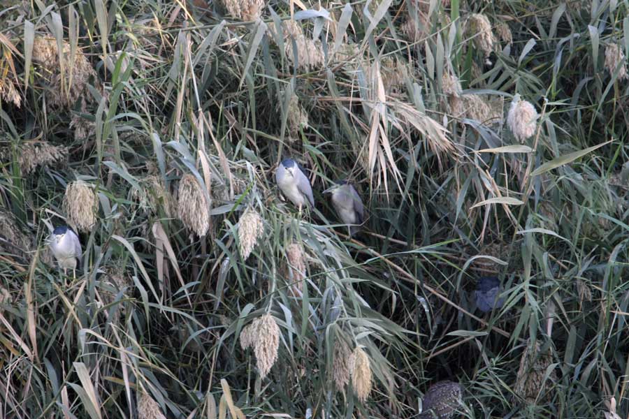 Black-crowned Night Herons perched on reeds