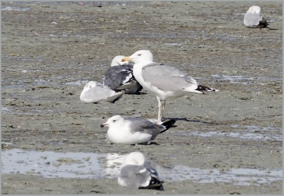 Caspian Gull Larus cachinnans Caspian Gull Larus cachinnans