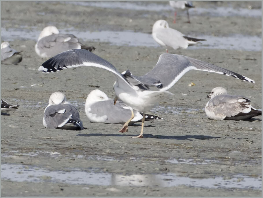 Caspian Gull Larus cachinnans Caspian Gull Larus cachinnans
