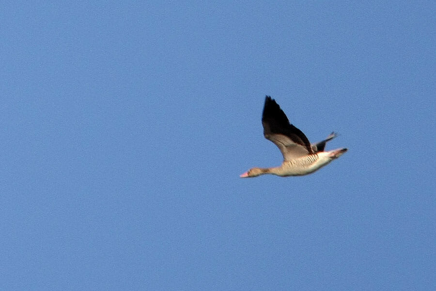 Eastern Greylag Goose in flight