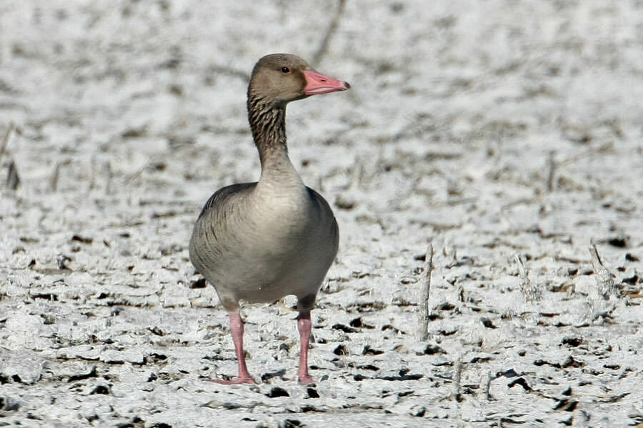 Eastern Greylag Goose standing on the ground