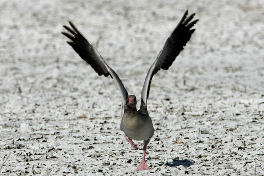 Eastern Greylag Goose taking off the ground