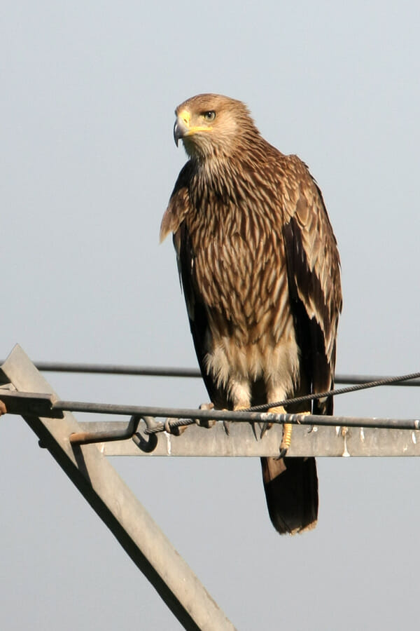 Eastern Imperial Eagle perched on a pylon