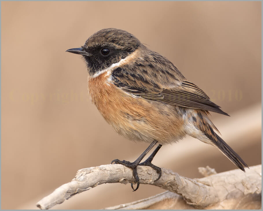 European Stonechat Saxicola rubicola European Stonechat perched on a branch of a tree