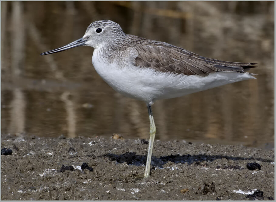 Common Greenshank Tringa nebularia Common Greenshank Tringa nebularia