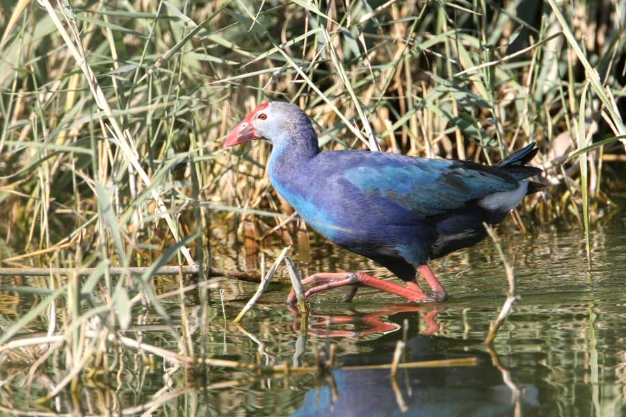 Grey-headed Swamphen walking in water