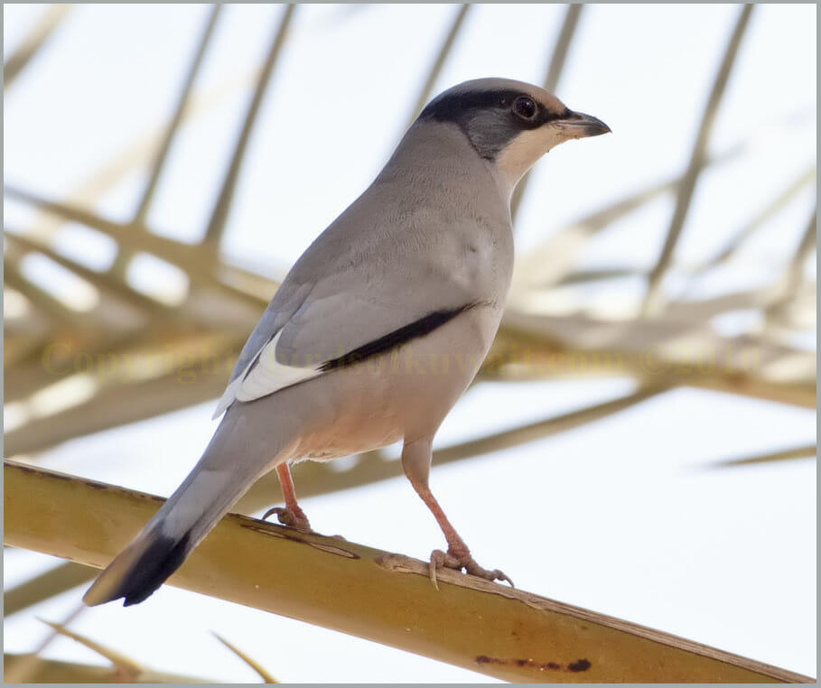 Hypocolius perched on a leaf of a palm tree