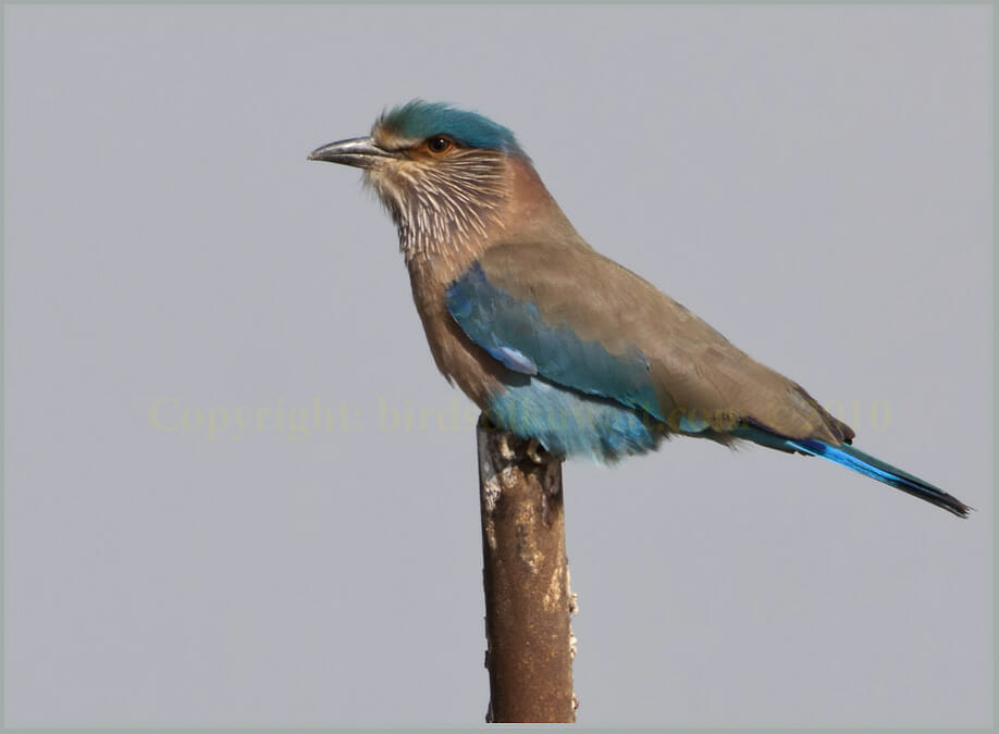 Indian Roller perched on a post