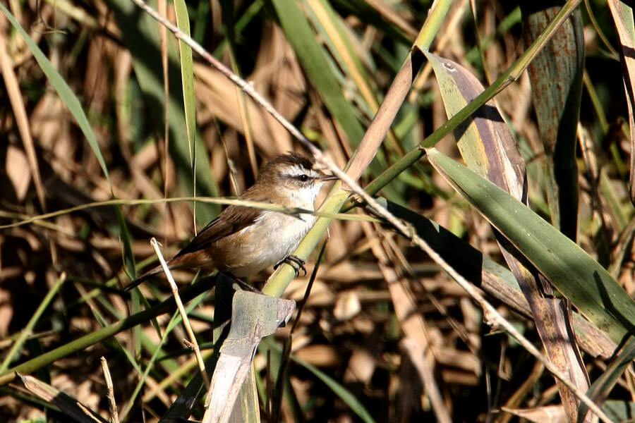 Moustached Warbler perched on reed stem