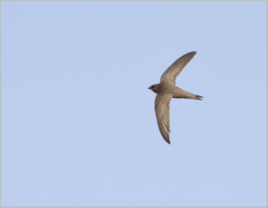 Pallid Swift Apus pallidus Pallid Swift Apus pallidus
