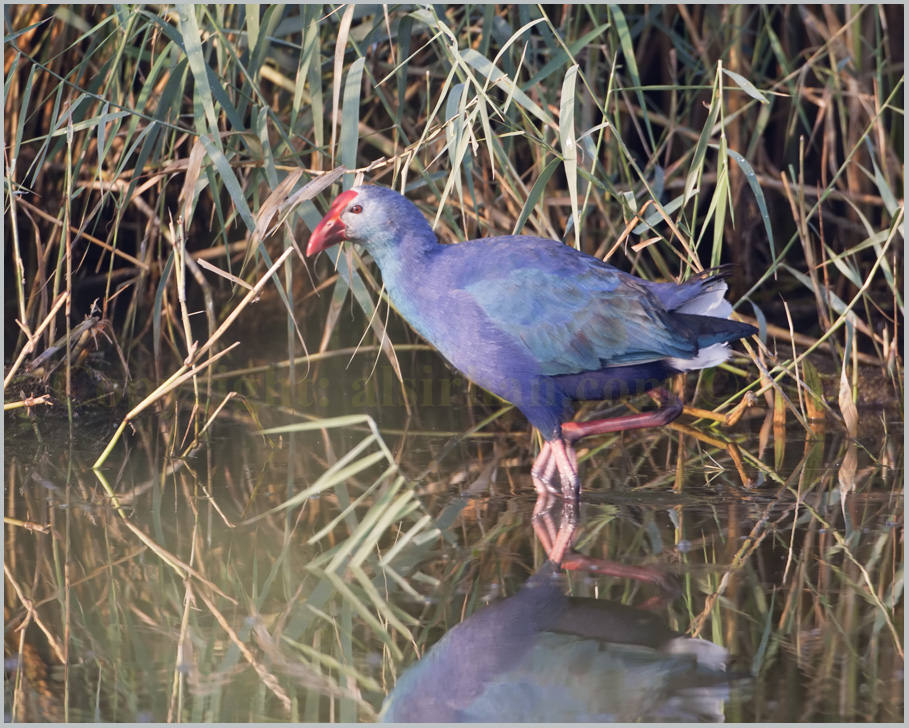 Purple Swamphen Porphyrio porphyrio Purple Swamphen Porphyrio porphyrio