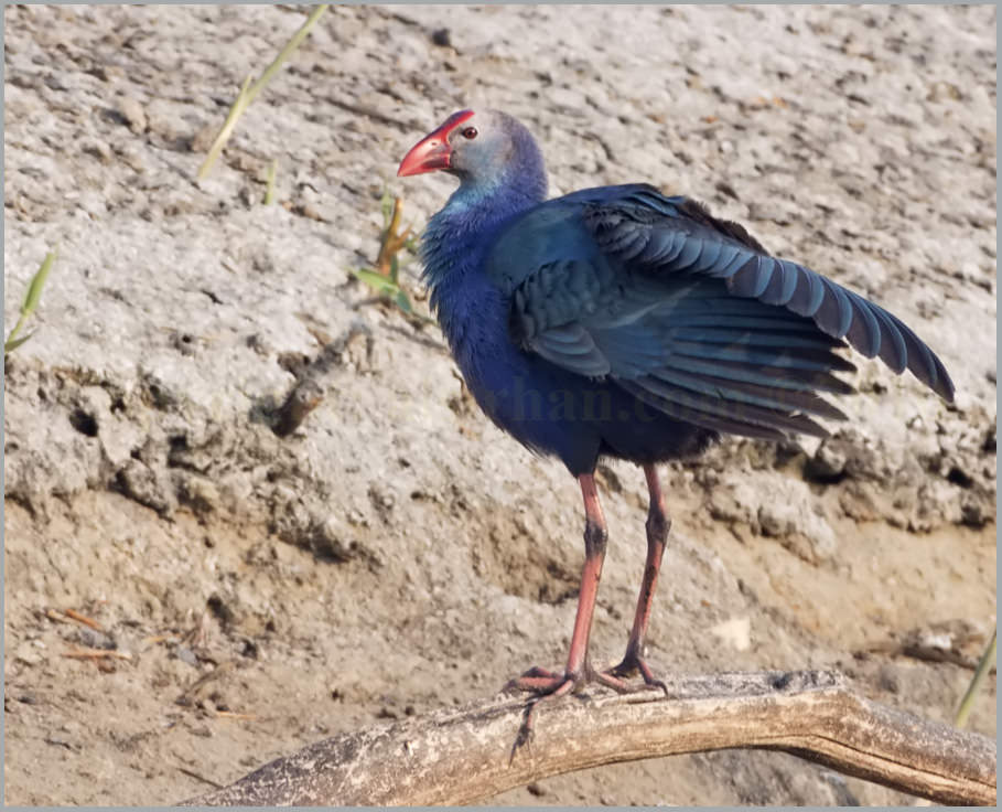 Purple Swamphen Porphyrio porphyrio Purple Swamphen Porphyrio porphyrio