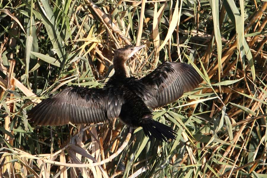 Pygmy Cormorant on reeds