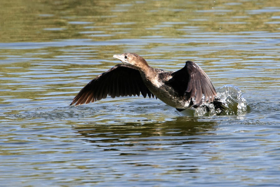 Pygmy Cormorant taking off from water