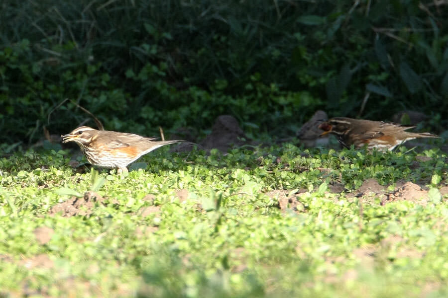 Redwing feeding on the ground