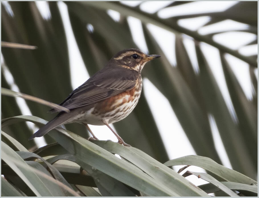 Redwing Turdus iliacus
