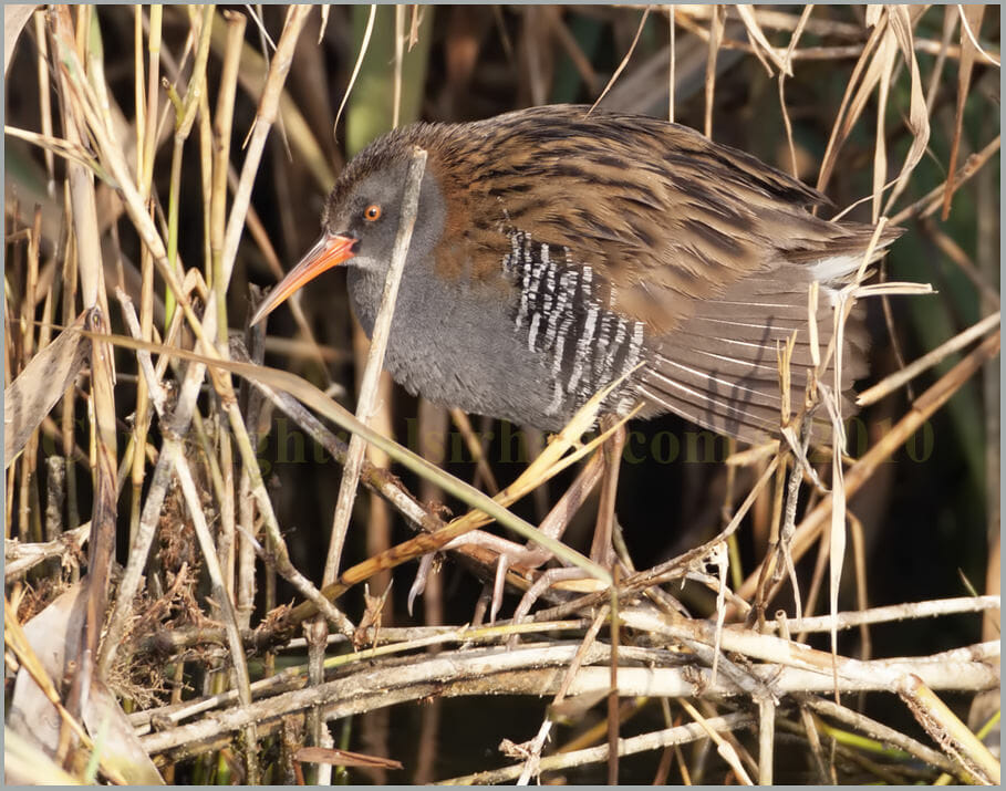 Water Rail Rallus aquaticus Water Rail Rallus aquaticus