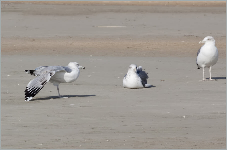 Caspian Gull Larus cachinnans 3rd winter