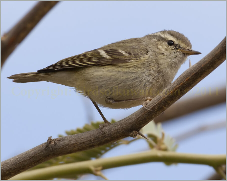 Hume's Leaf Warbler Phylloscopus humei