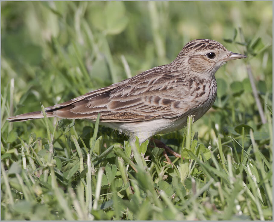 Oriental Skylark Alauda gulgula