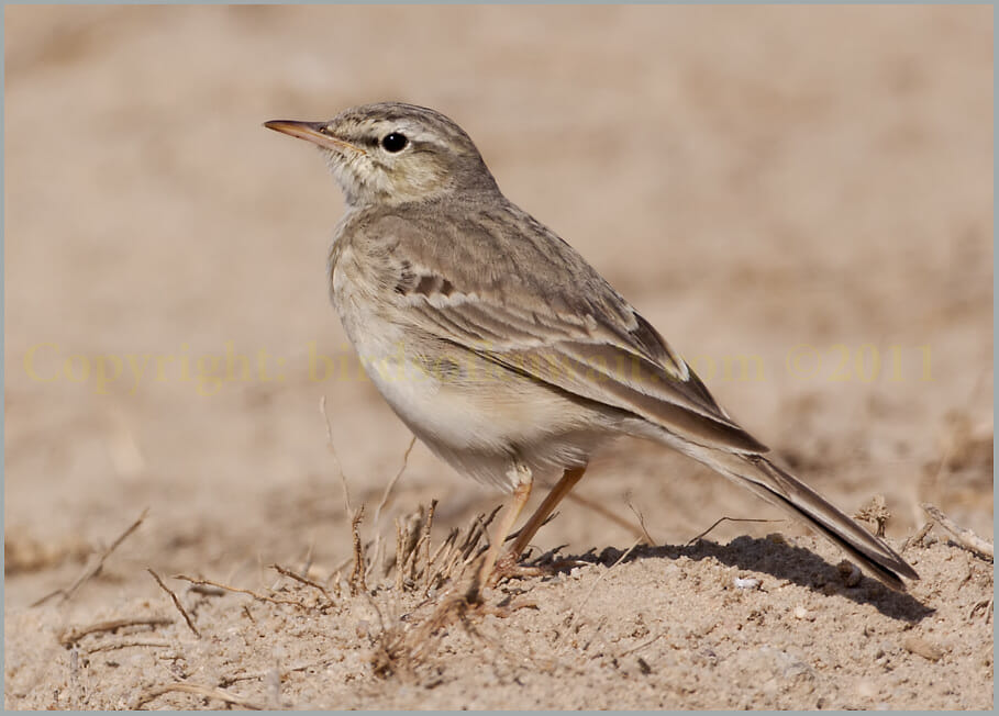 Tawny Pipit Anthus campestris