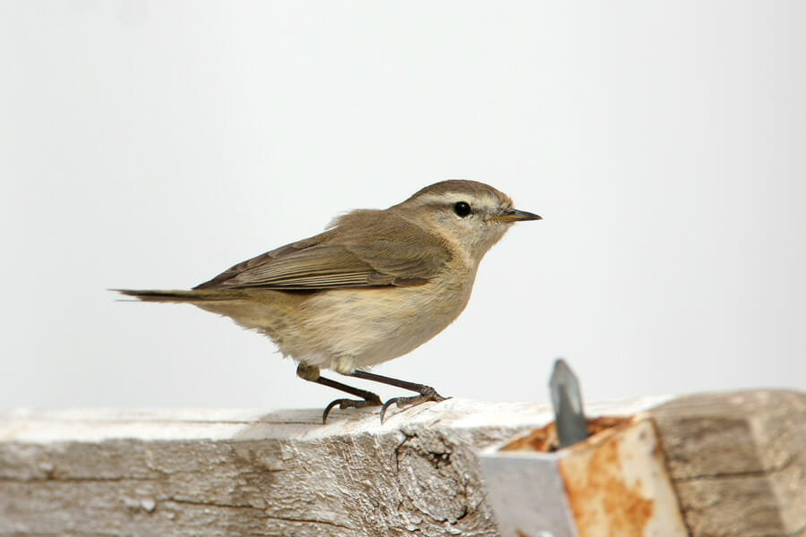 Caucasian (Mountain) Chiffchaff standing on a stick