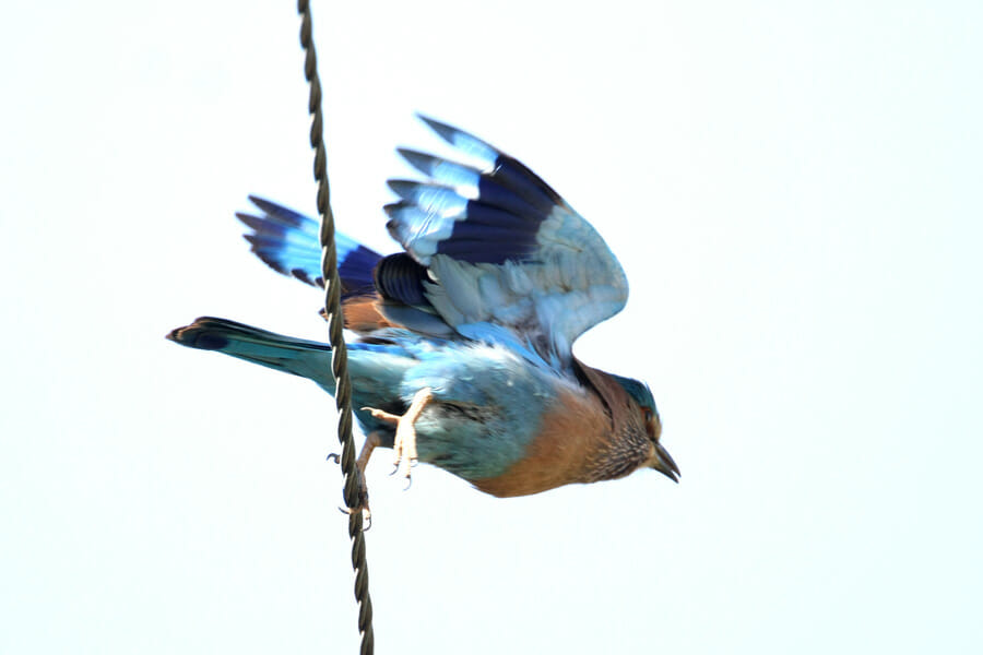 Indian Roller taking off from pylon cable