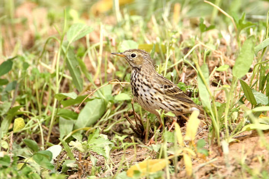Meadow Pipit feeding on the ground