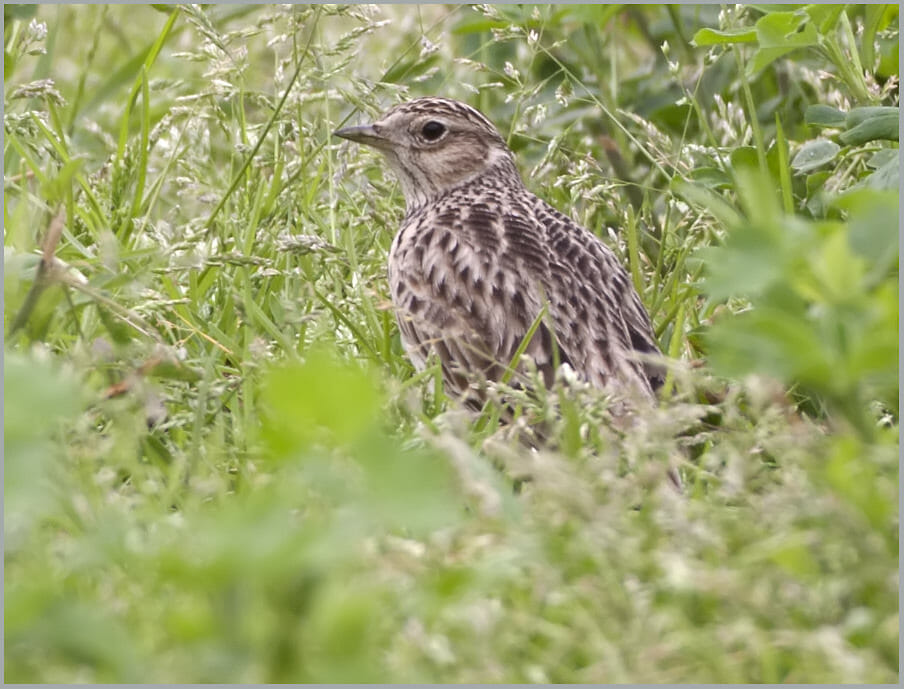 Oriental Skylark Alauda gulgula Oriental Skylark Alauda gulgula