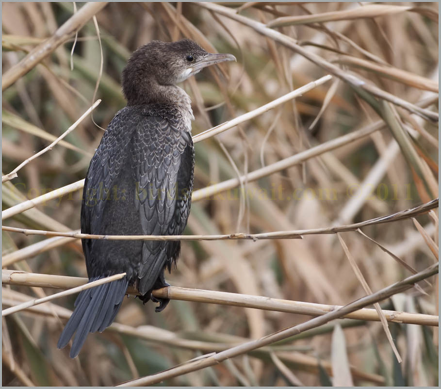 Pygmy Cormorant Phalacrocorax pygmeus Pygmy Cormorant Phalacrocorax pygmeus
