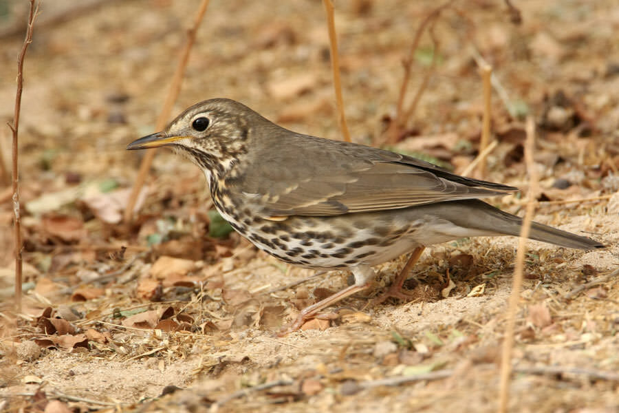 Song Thrush feeding on the ground