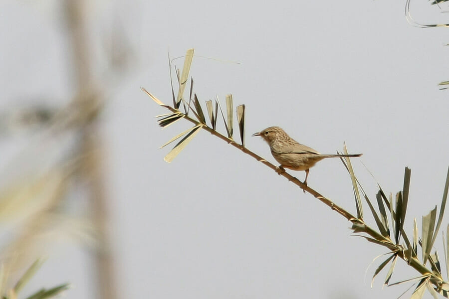 Afghan Babbler perched on a branch of a tree