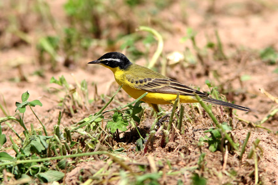 Black-headed Wagtail feeding on the ground